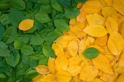 Зелени и жълти листа
