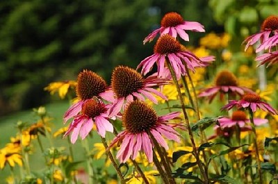 紫のエキナセアの花