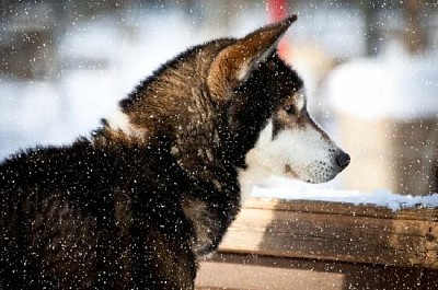 Cane husky nella neve