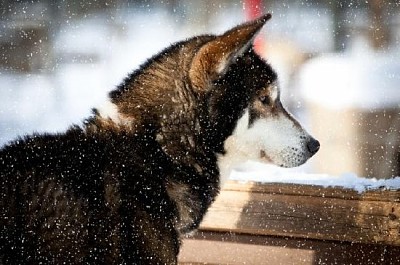 雪の中のハスキー犬