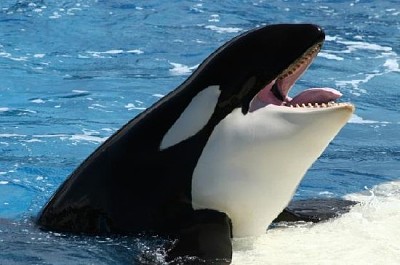 Uma baleia assassina