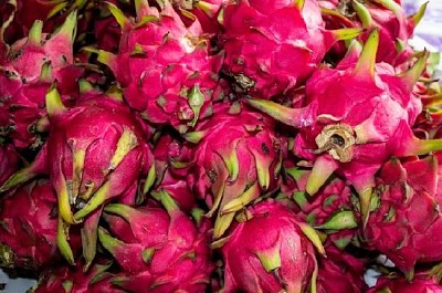 Dragon fruit