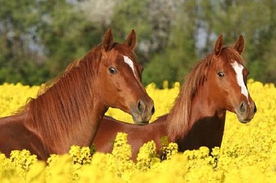 Dos caballos alazán en el campo de la colza