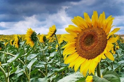 Girasoles en un día nublado