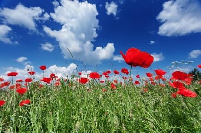 Coquelicots