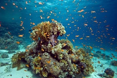 Korallenkompostion