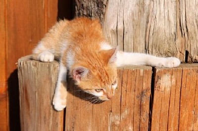 Gatito rojo en una repisa