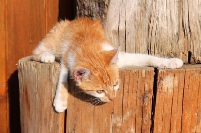 Chaton rouge sur un rebord