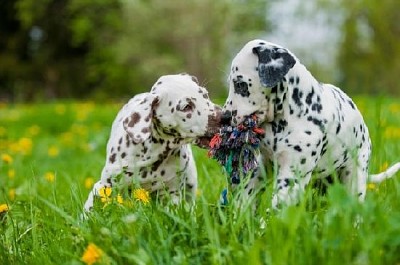 Two Dalmatian Puppies jigsaw puzzle