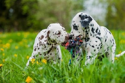 Dos cachorros dálmatas