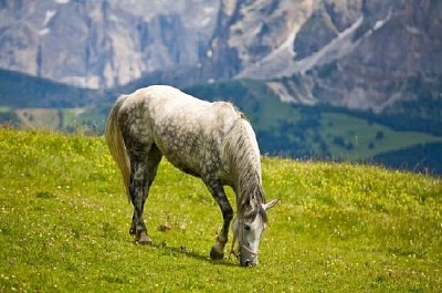 Cavallo in montagna