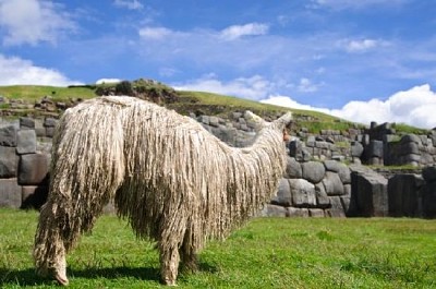 Grazing Lama