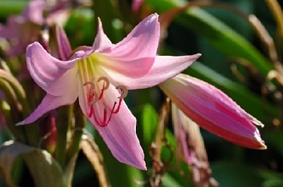 Pink Liliacee and Bud jigsaw puzzle