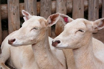 Pair of Young Deer