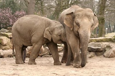 兩隻大象擁抱