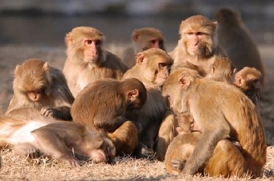 猴子家族在陽光下