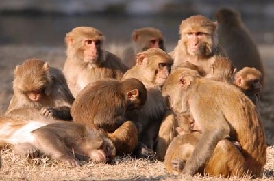 Monkey Family in the Sun 