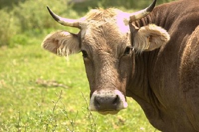 Uma vaca olhando para você