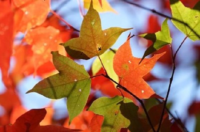 Hoja de arce en otoño