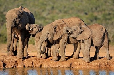 Elefantes africanos em Waterhole