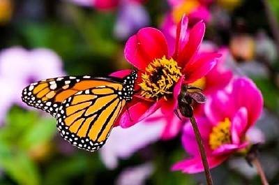 Schmetterling auf einer Blume