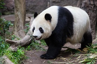 Bebê panda