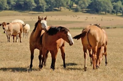 Malen Sie Pferd