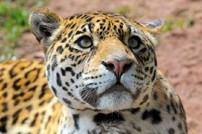 Jaguar olhando para cima