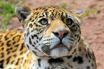 Jaguar Looking Up jigsaw puzzle