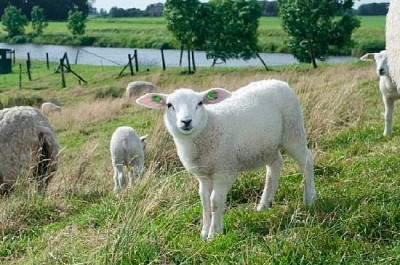 Kleines Lamm