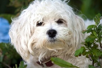 Maltese dog 