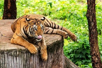 Bengalisk tiger