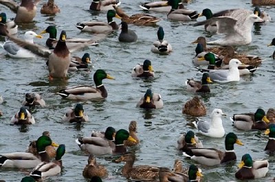 Gaviota y patos