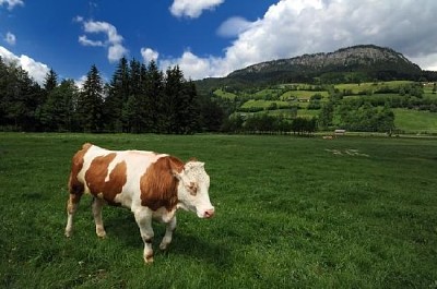 Mucca che mangia erba