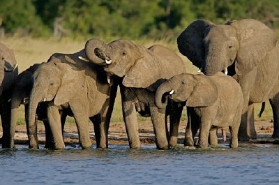 פאזל של פילים אפריקאים שותים