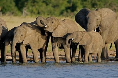 African Elephants Drinking