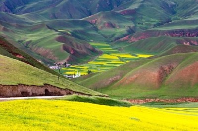 Beautiful Red Mountain and Yellow Grape Field