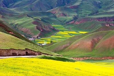 Beautiful Red Mountain and Yellow Grape Field