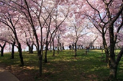 Fleurs de cerisier à DC