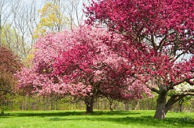 Blommande krabba äppelträd