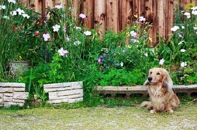 Cane bassotto con capelli lunghi in cortile