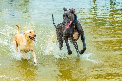 Hunde spielen im Wasser