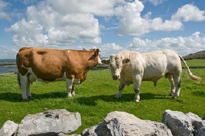 Toro blanco y vaca marrón