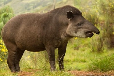 Kvinnlig Tapir