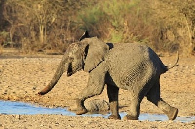 Elefant läuft