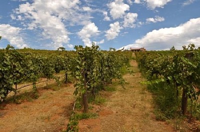 Vineyard with House