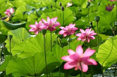 Pink Water Lilies jigsaw puzzle