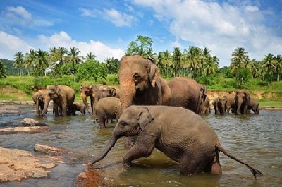 Éléphants dans la rivière