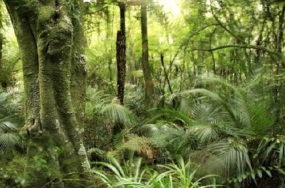 Árvore na floresta