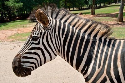 Portrait of Zebra